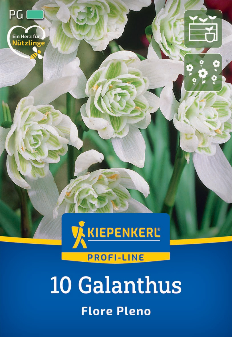 Profi-Line Schneeglöckchen Flore Pleno