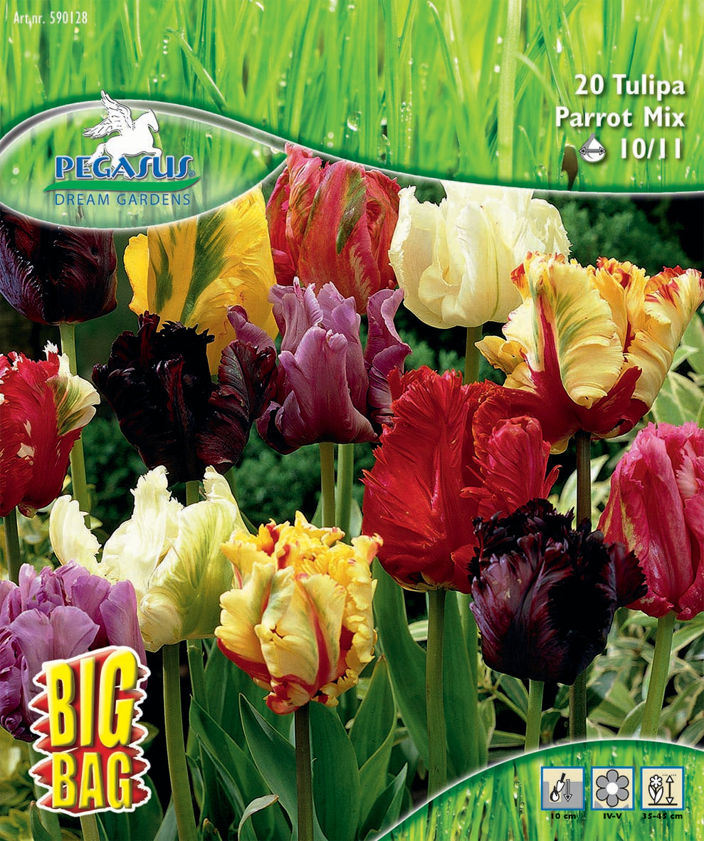 Pegasus BigBag Papagei-Tulpen Mischung