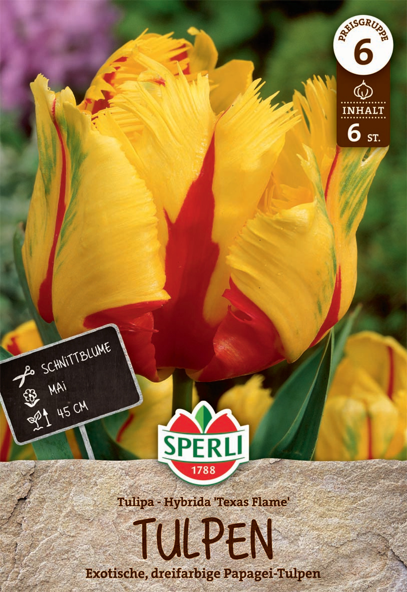Premium Papagei-Tulpe Texas Flame