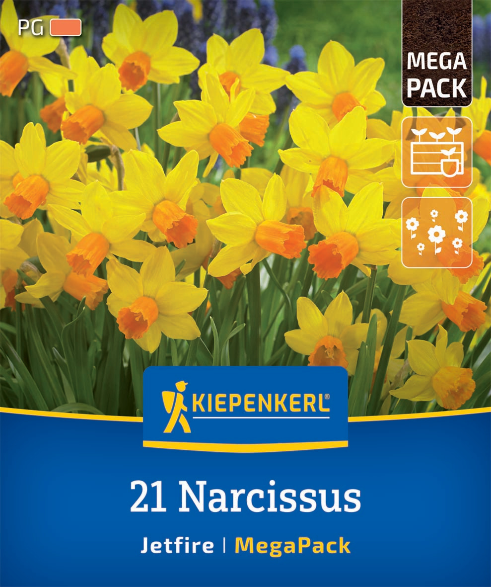 Mega-Pack Narzissen Jetfire