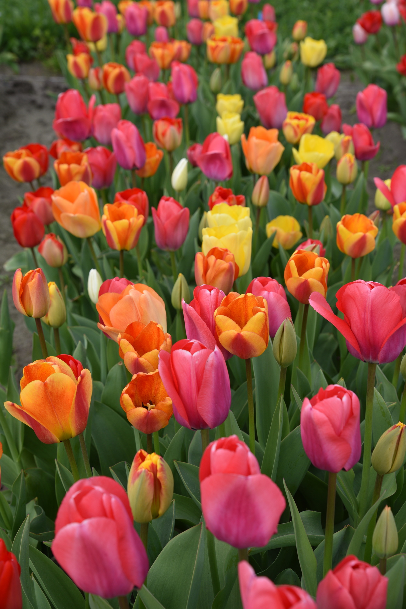 Tulpenmischung Animo