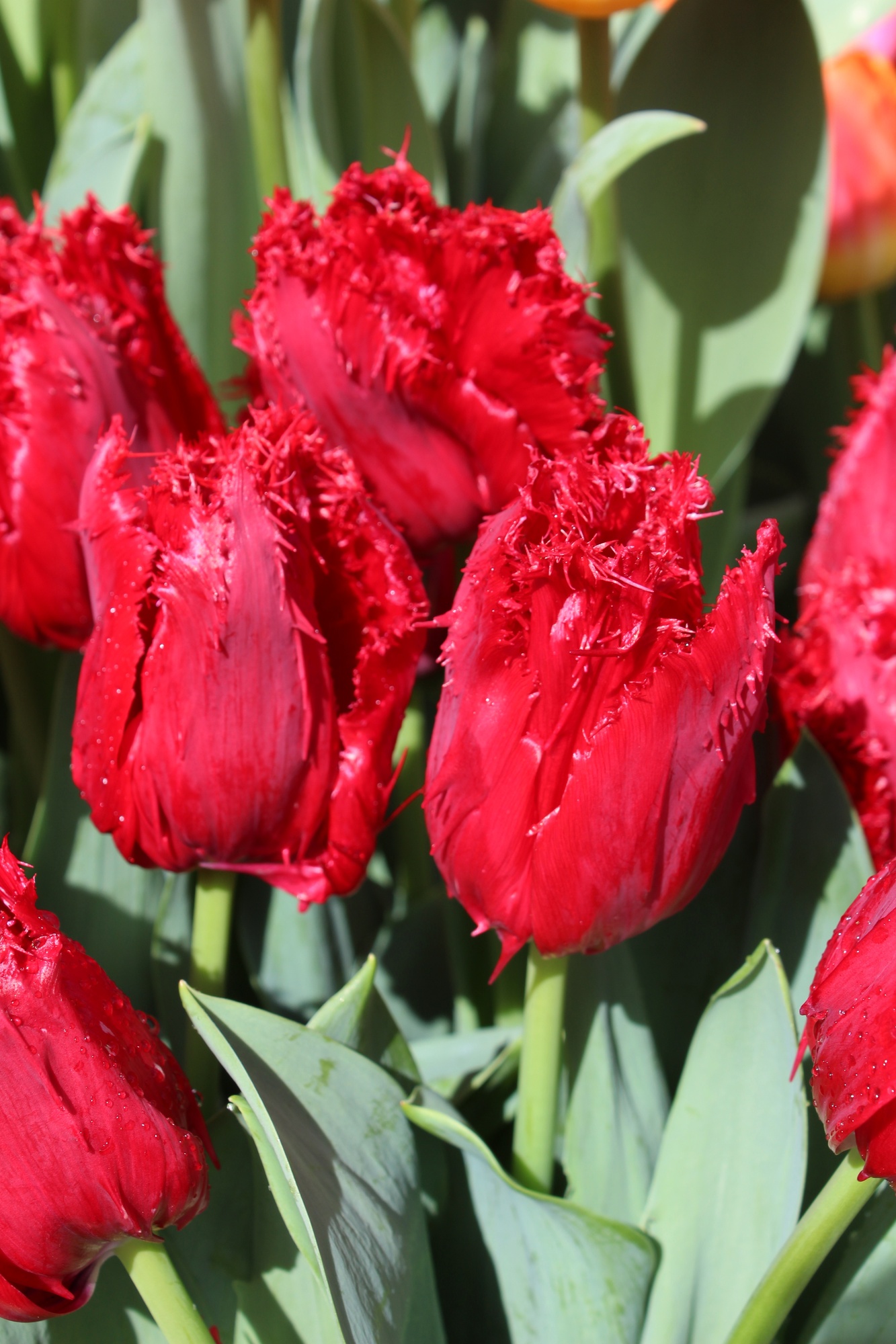 Gefranste Tulpen Red Wing Gefranste Tulpen Red Wing