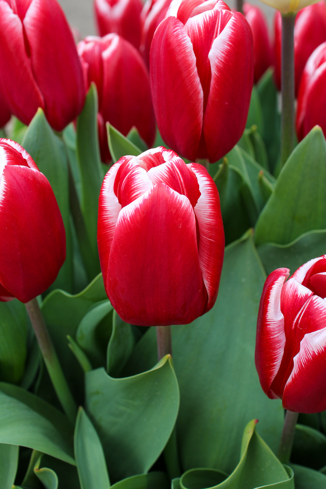 Triumph-Tulpen Vampire Triumph-Tulpen Vampire
