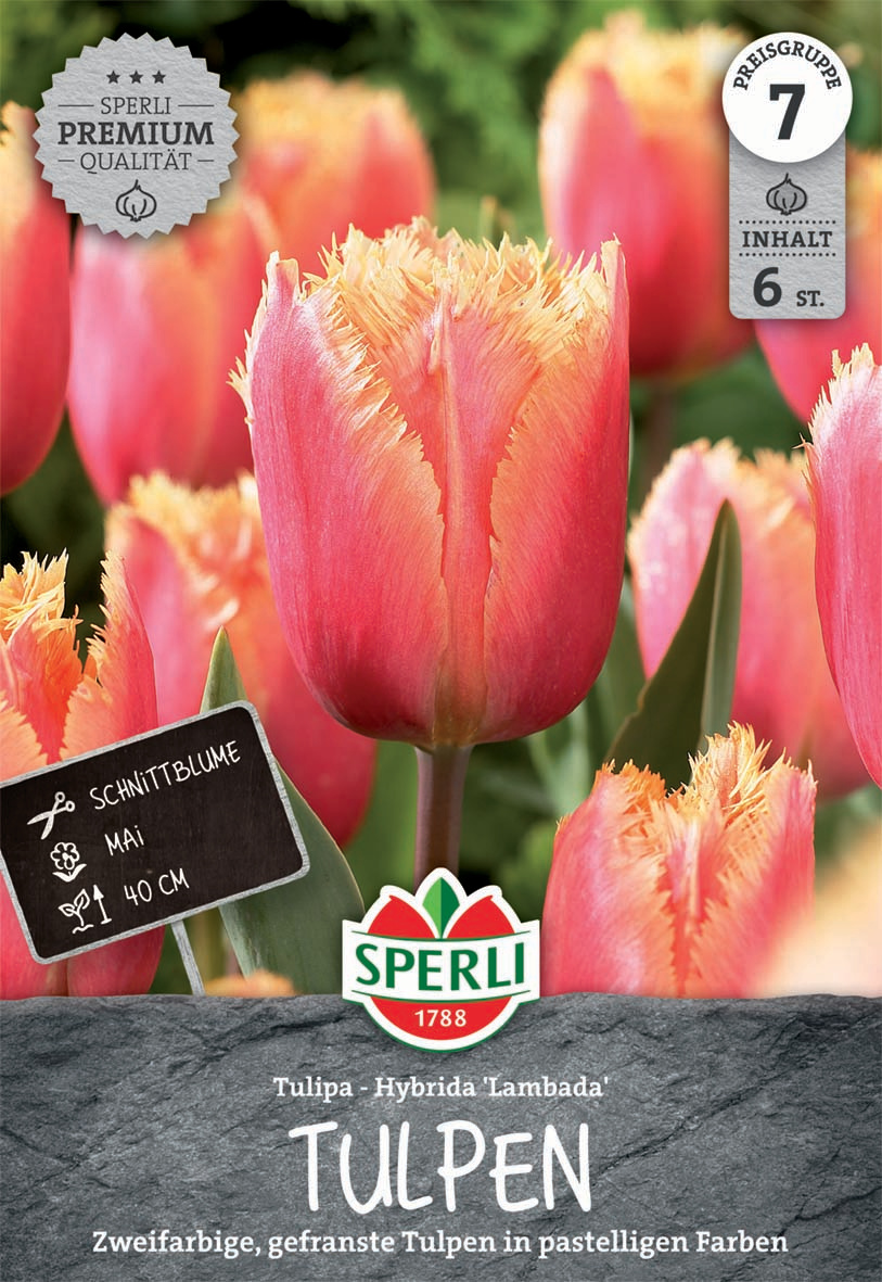 Premium Gefranste Tulpe Lambada