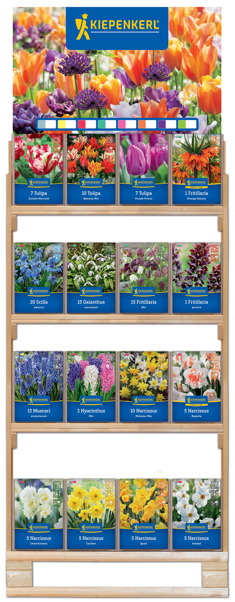 2025 - Herbst - Kiepenkerl-Blumenzwiebeln Topseller halbes 4 lagiges Regal