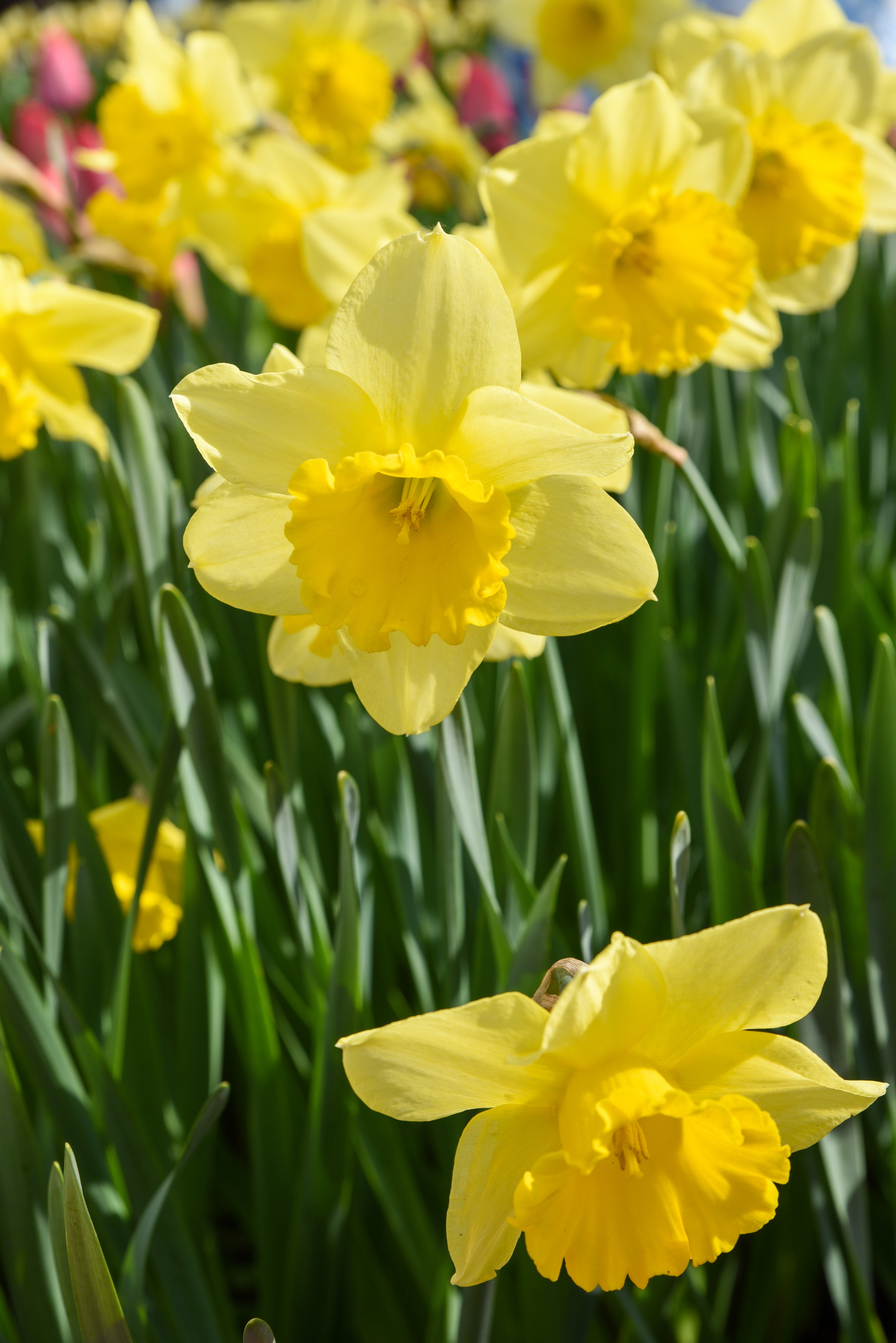 Großkronige Narzissen Carlton Großkronige Narzissen Carlton