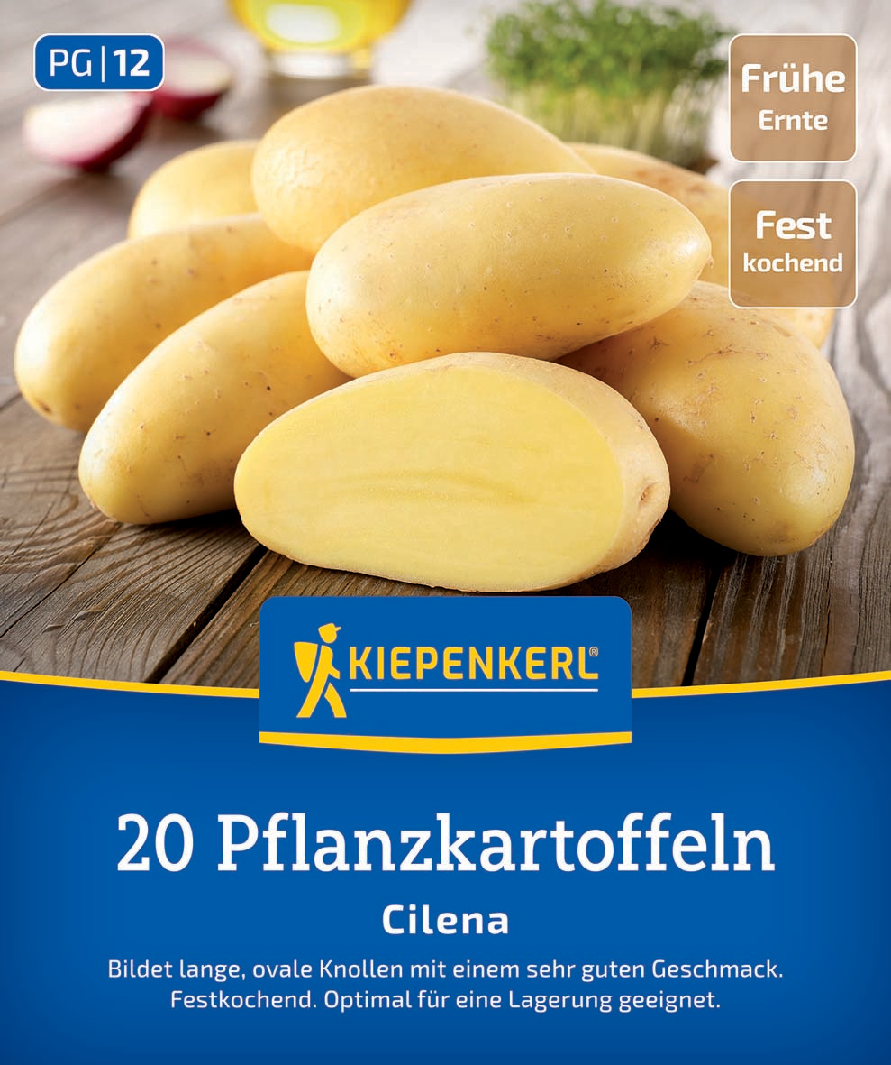 Pflanzkartoffel Cilena, 20 St