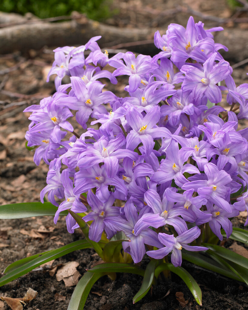Chionodoxa luciliae Violet Beauty (syn. Scilla luciliae) Chionodoxa luciliae Violet Beauty (syn. Scilla luciliae)
