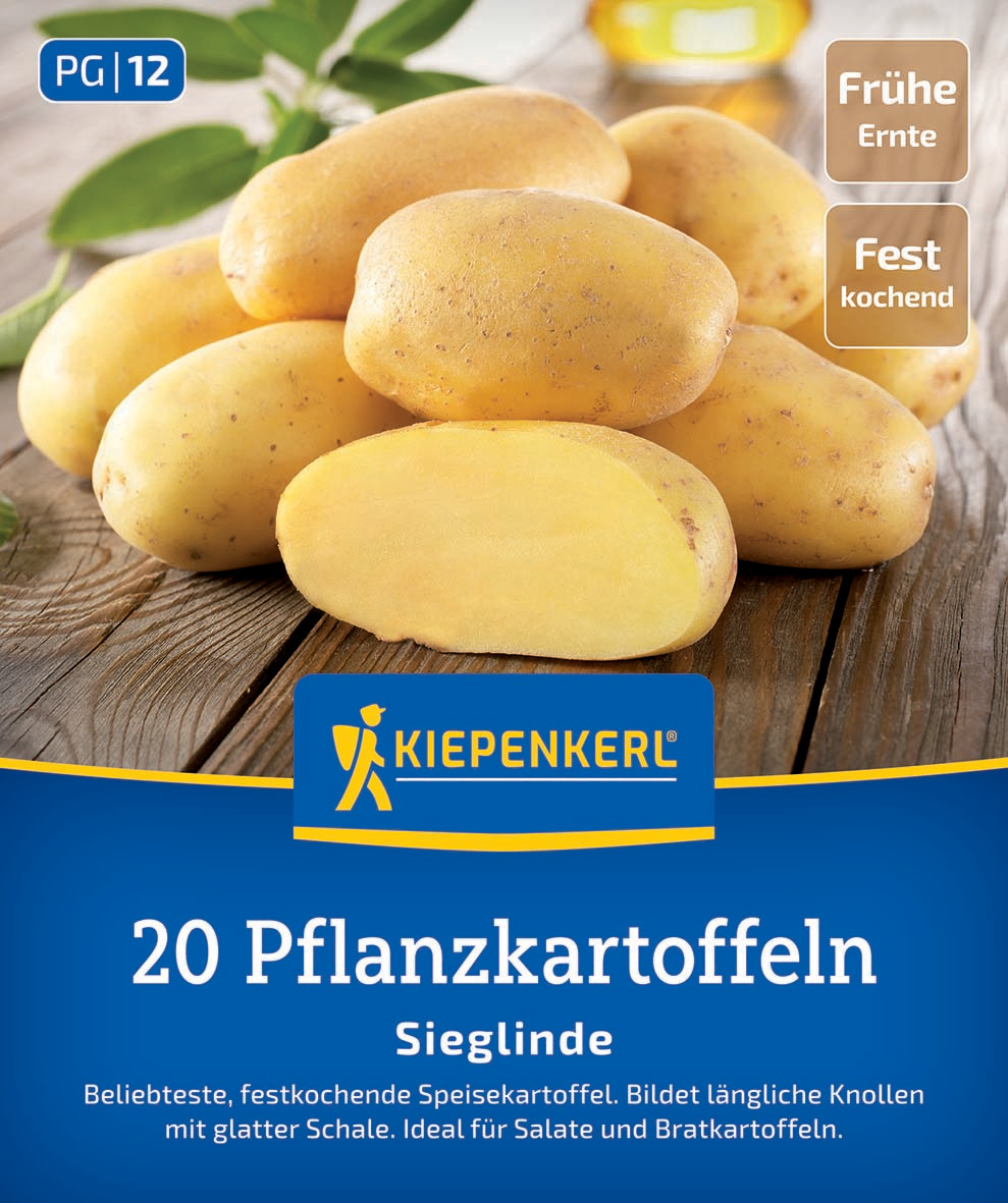 Pflanzkartoffel Sieglinde, 20 St