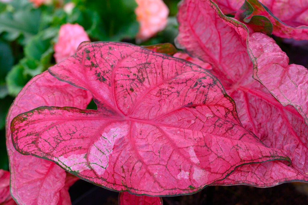 Caladium Brandywine