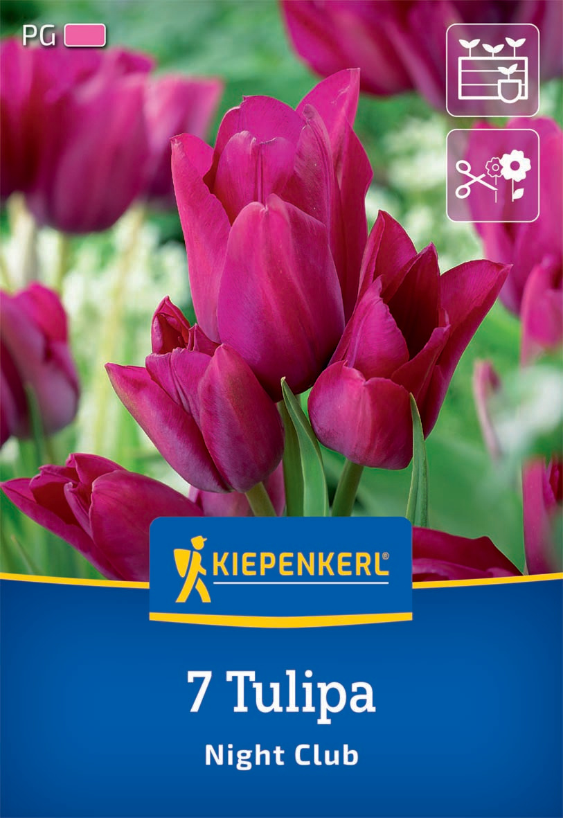 Mehrblütige Tulpe Night Club