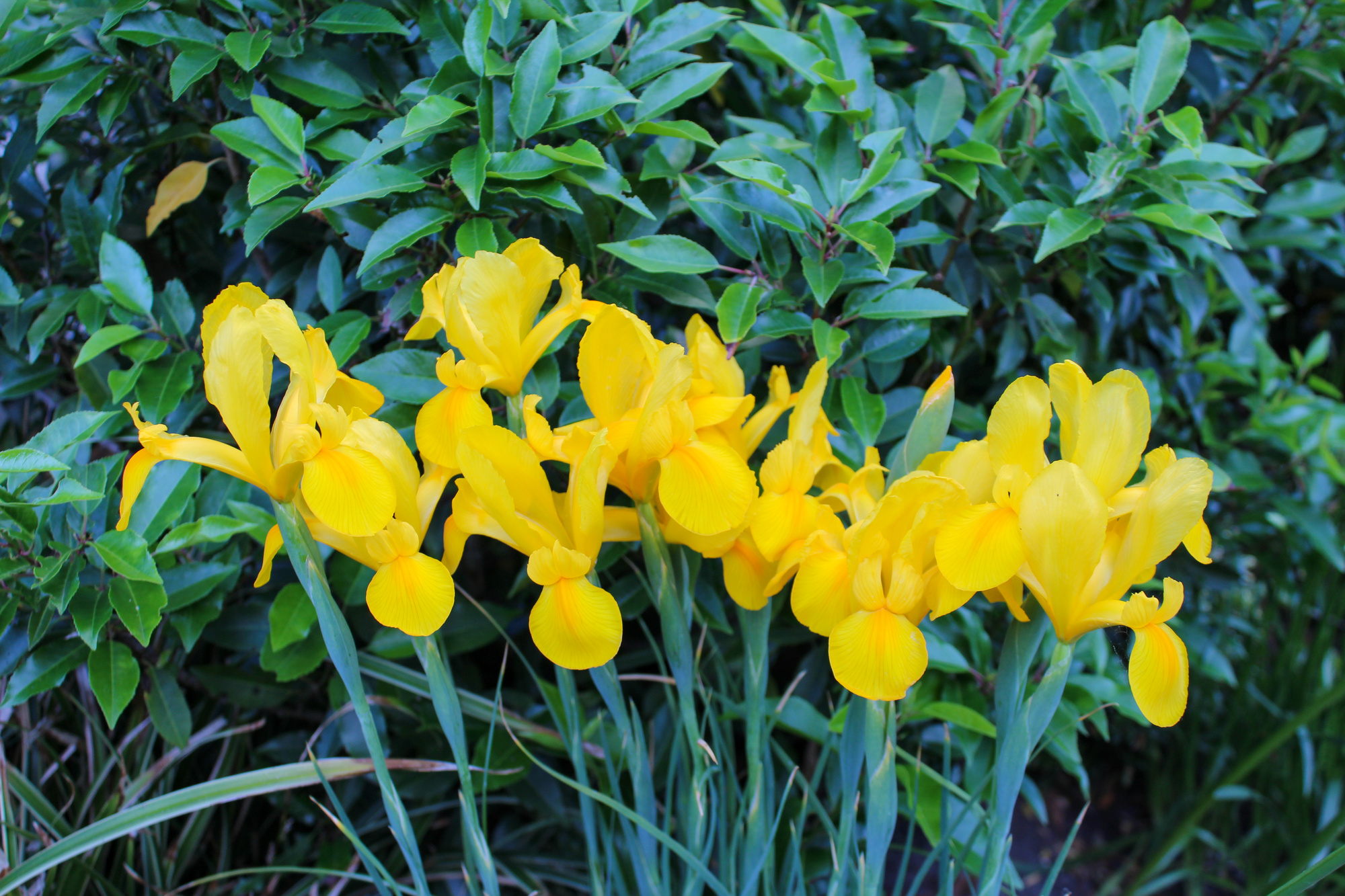 Iris hollandica Golden Harvest Iris hollandica Golden Harvest