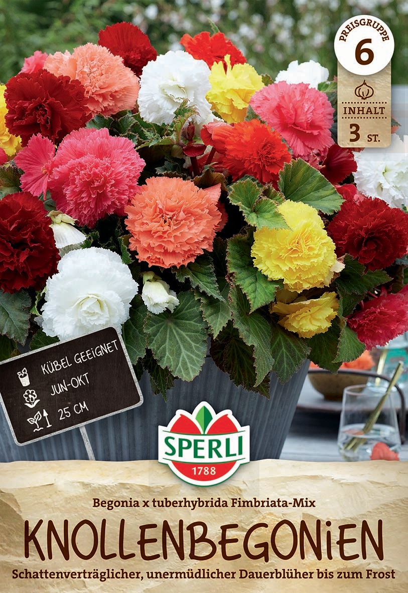 Begonie Fimbriata Mix Begonie Fimbriata Mix