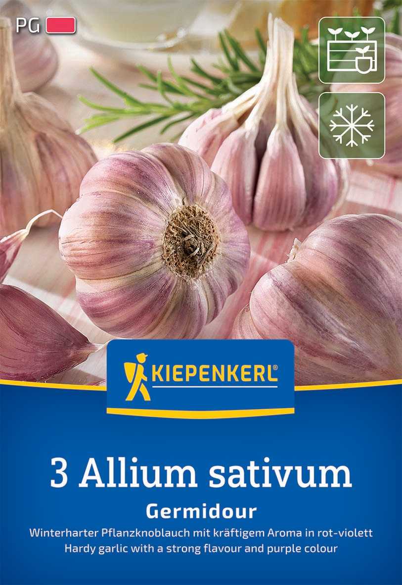 Winterpflanzknoblauch Germidour - violett