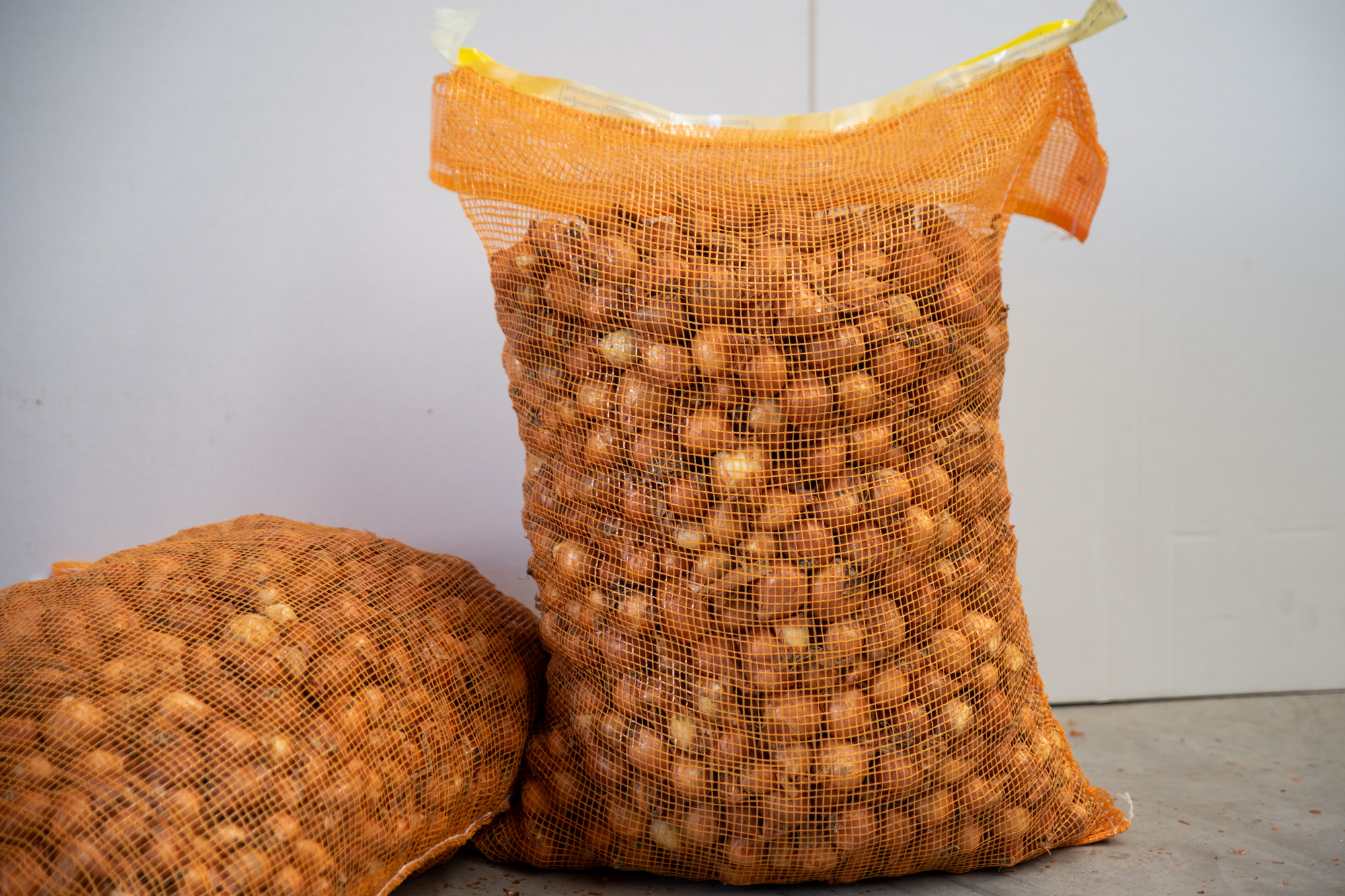 Schalotte Golden Gourmet, Gr.7/14 Schalotte Golden Gourmet, Gr.7/14