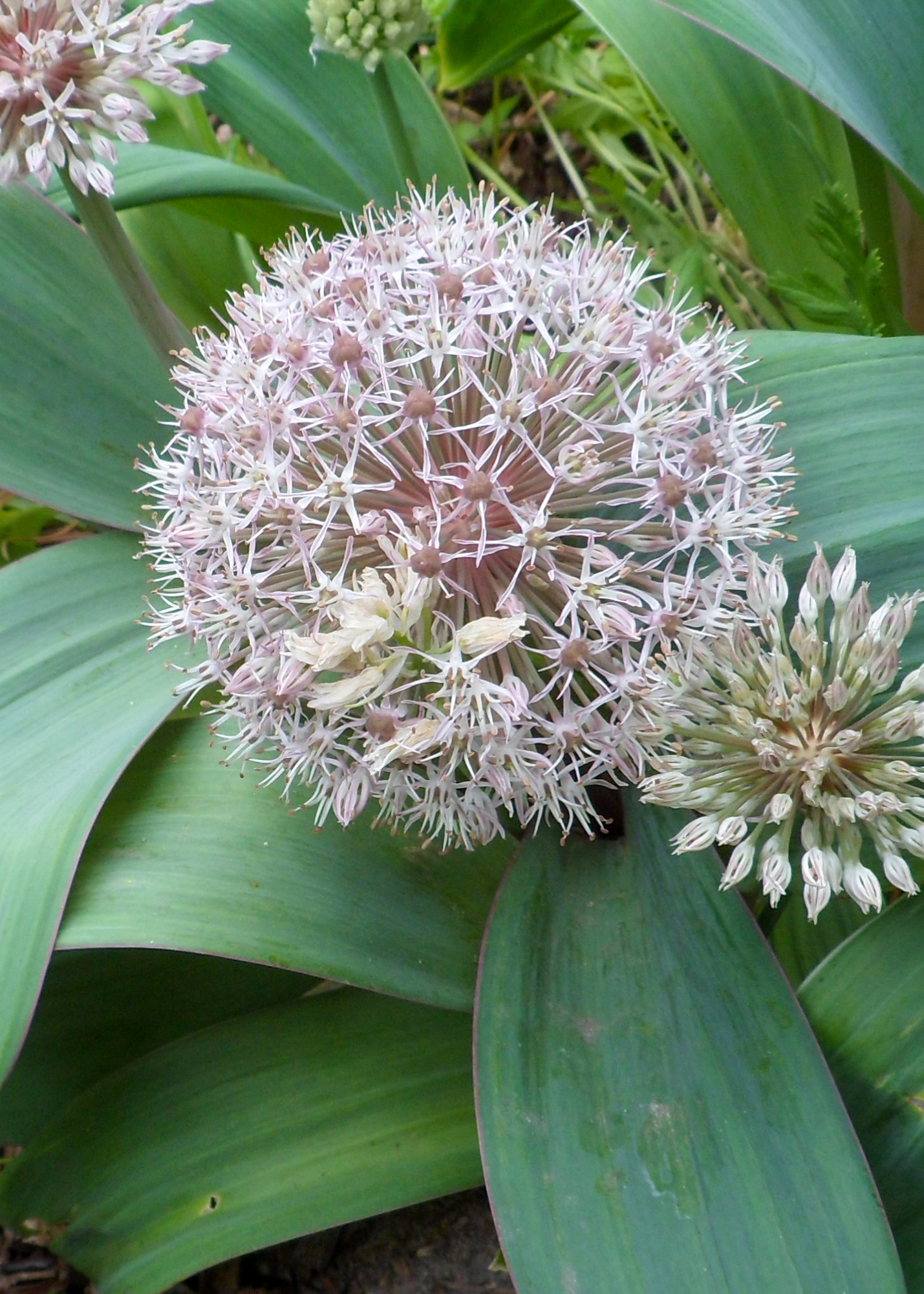 Allium karataviense Allium karataviense
