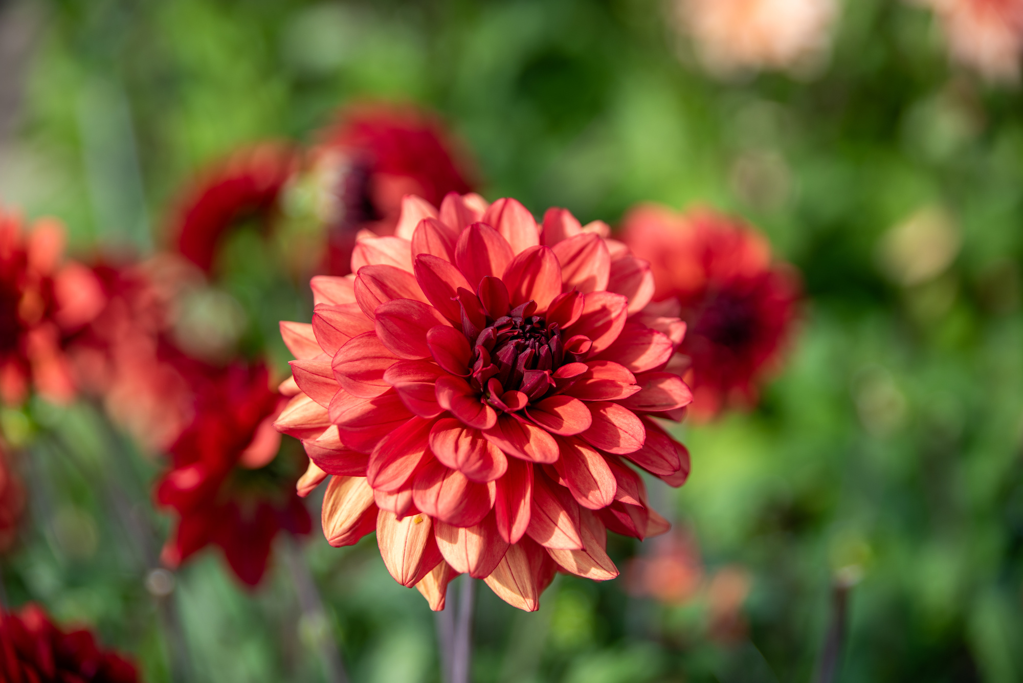 Dekorative Dahlien Missis Miley