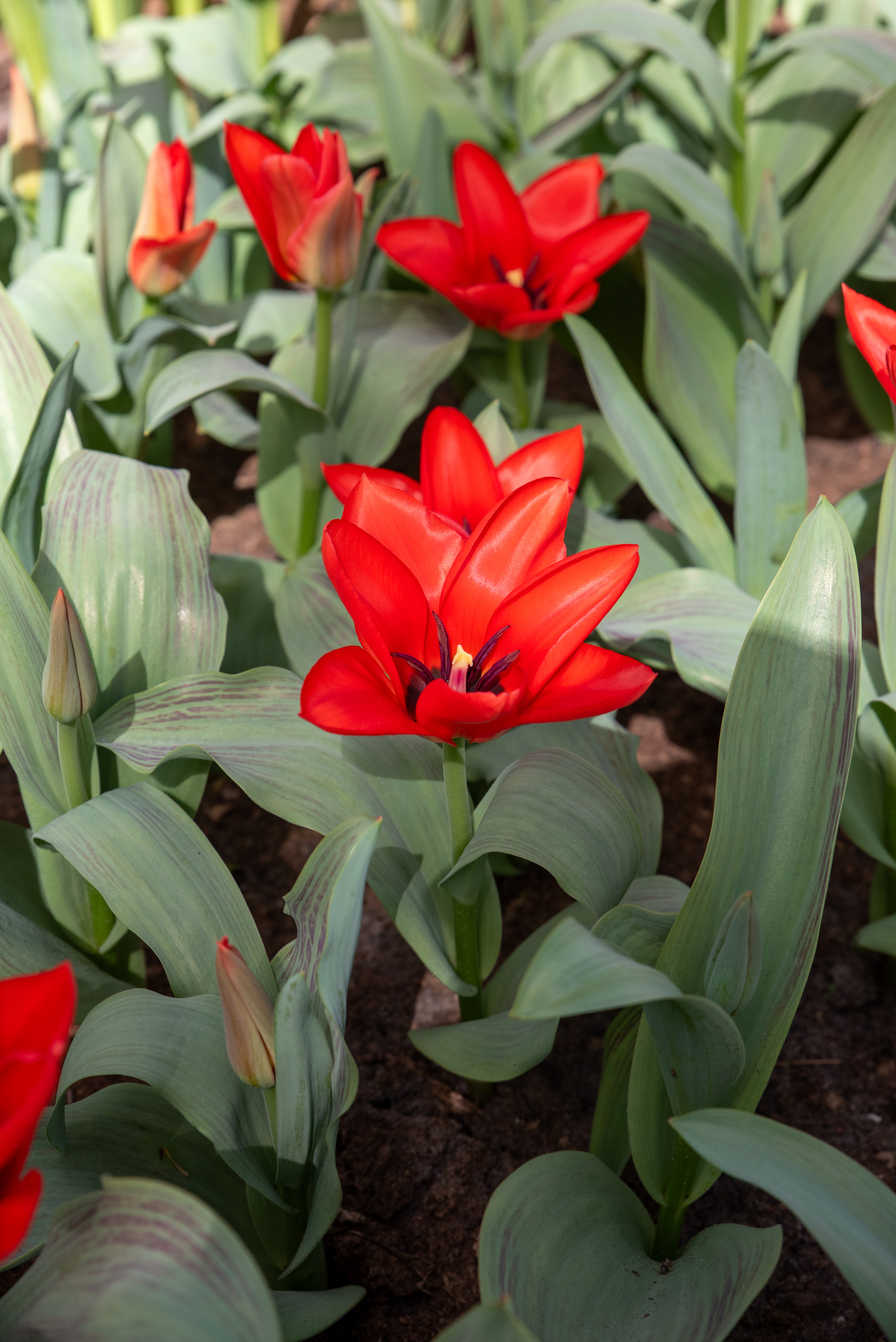 Greigii-Tulpen Oriental Beauty
