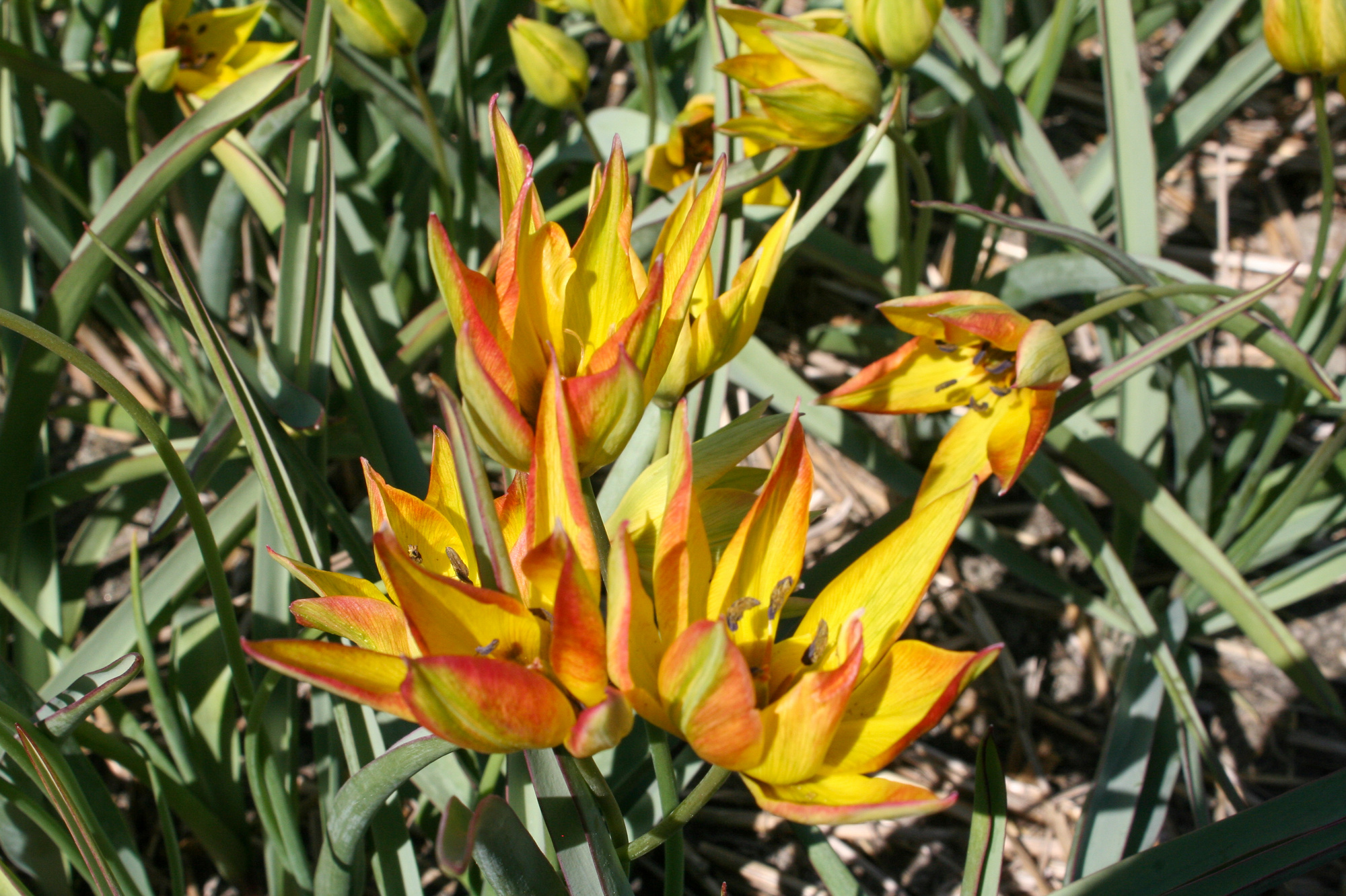 Botanische Tulpen T. orphanidea Botanische Tulpen T. orphanidea