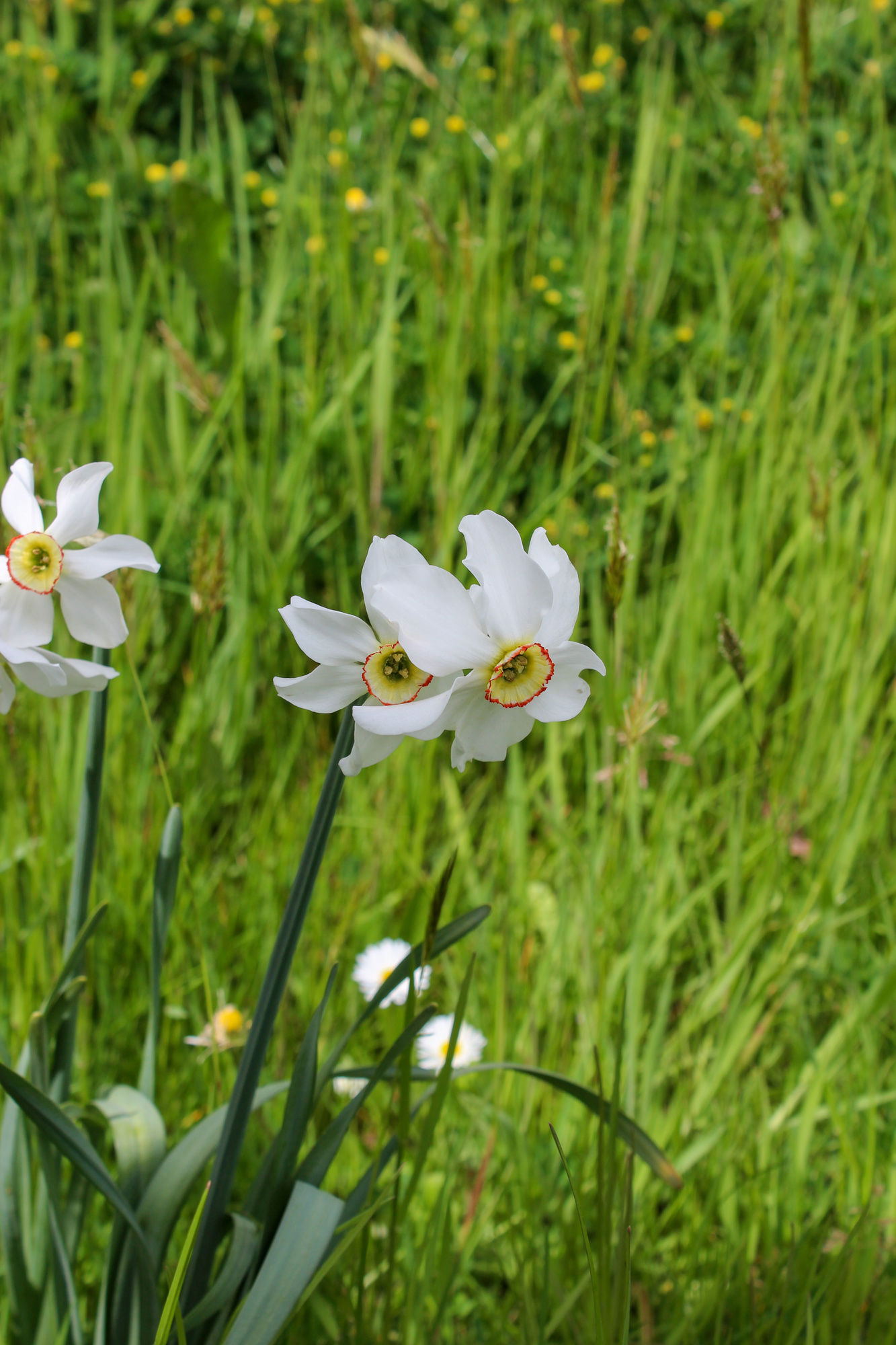 Botanische Narzissen N. poeticus var. recurvus Botanische Narzissen N. poeticus var. recurvus