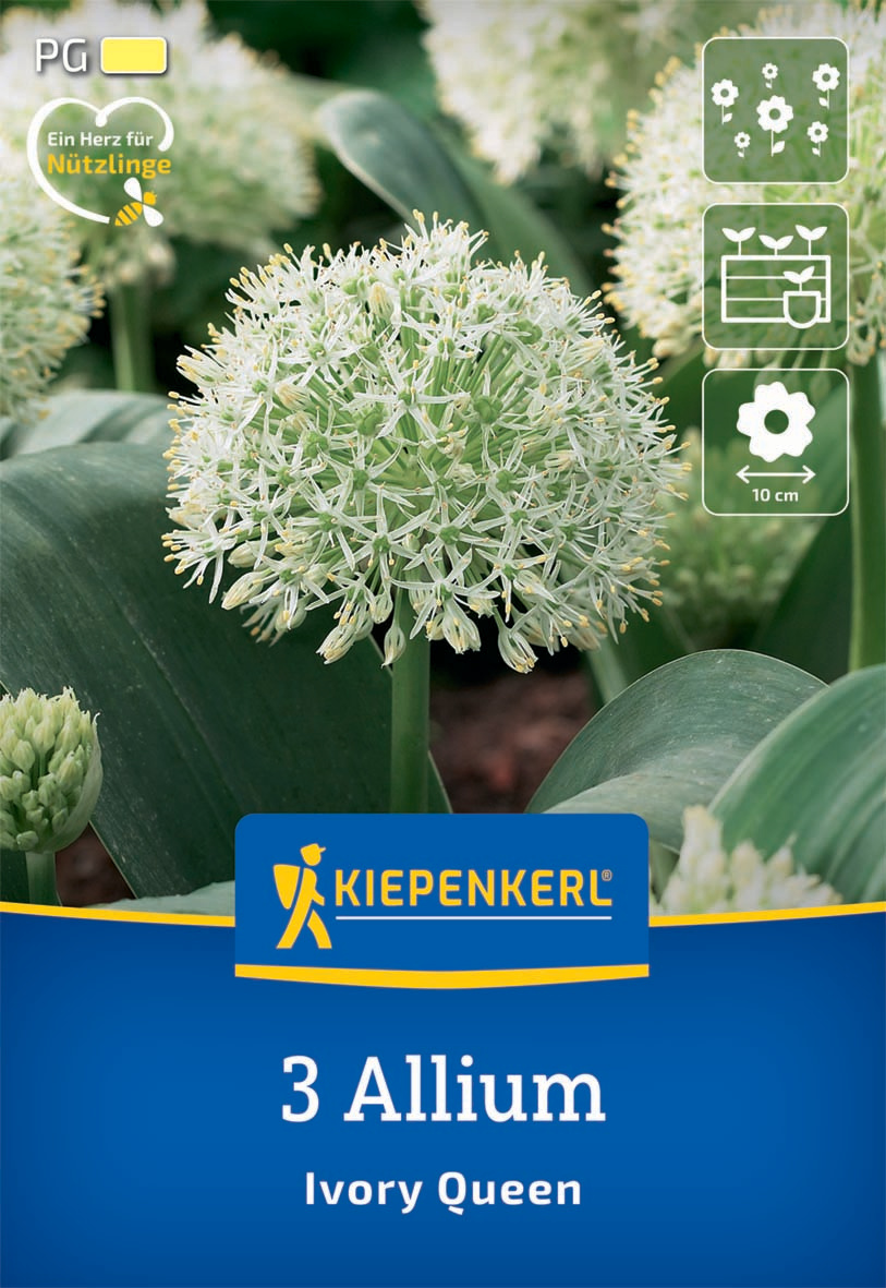 Zierlauch Ivory Queen