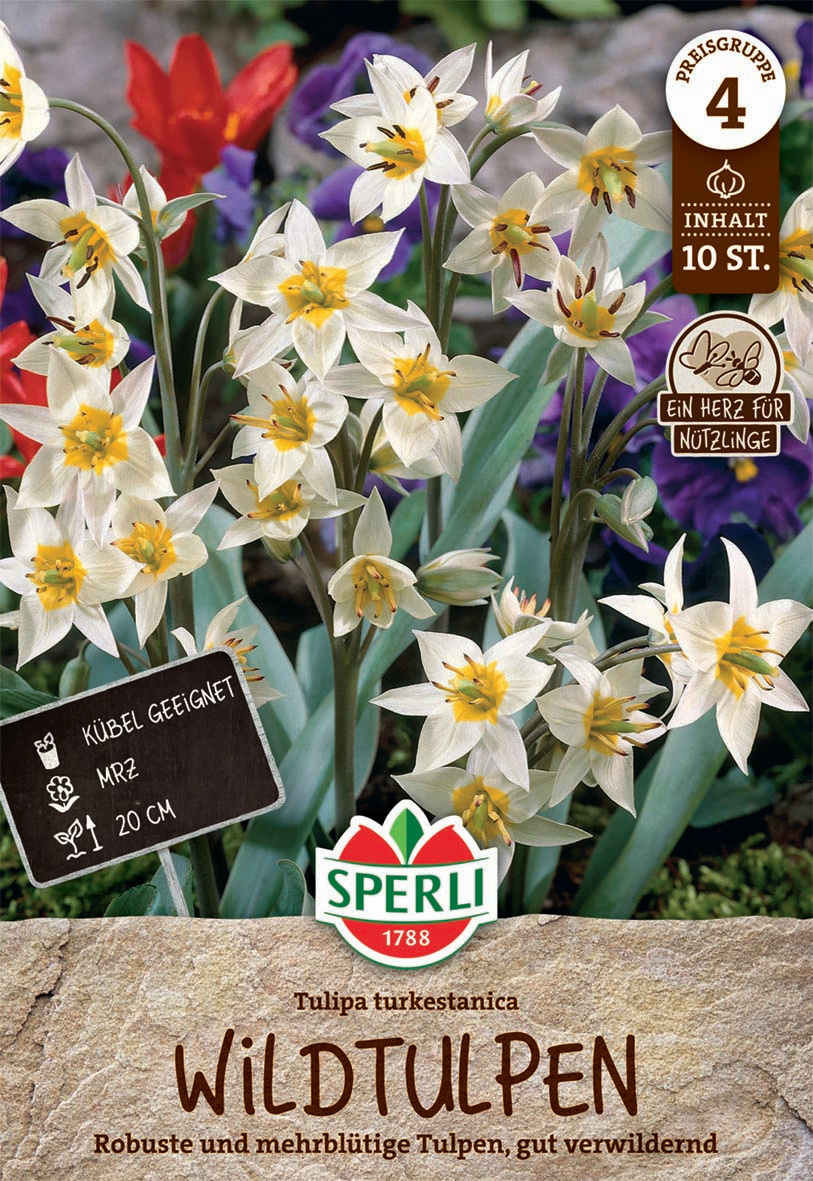 Wildtulpe turkestanica