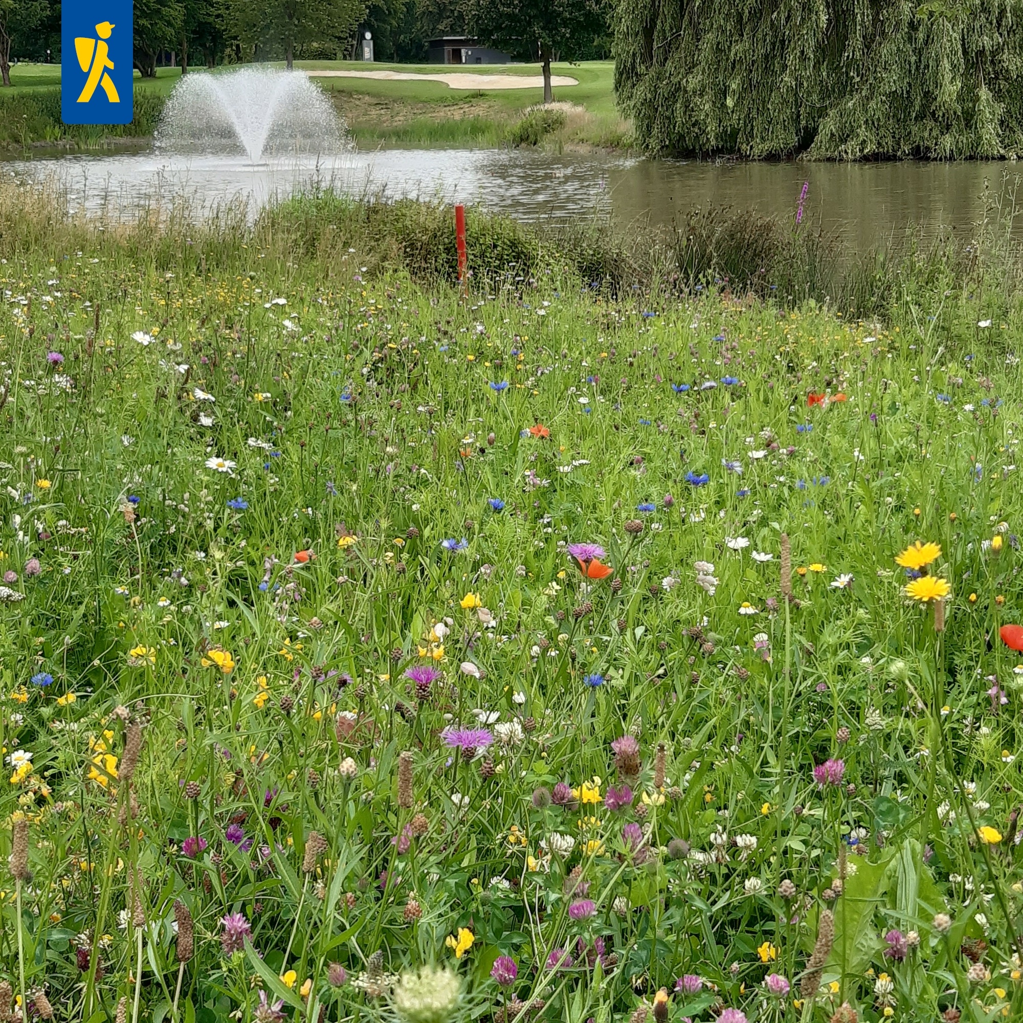 Bienenfutterpflanzen mehrjährig Bienenfutterpflanzen mehrjährig