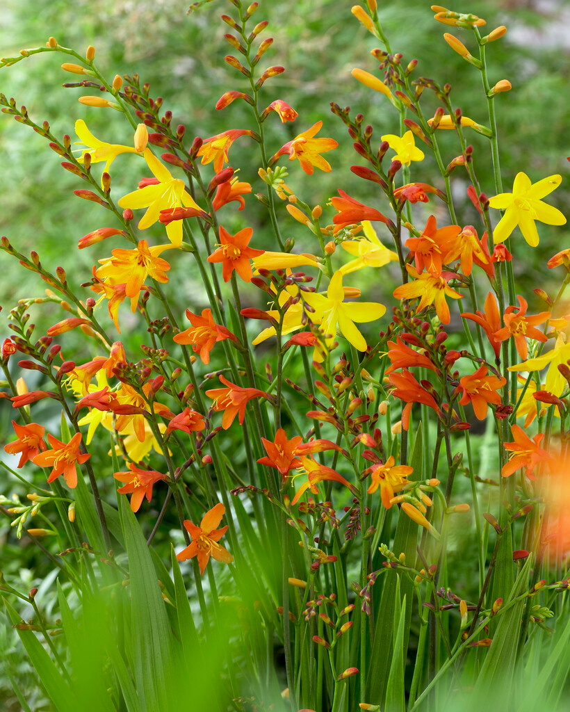 Crocosmien Großblütige Mischung