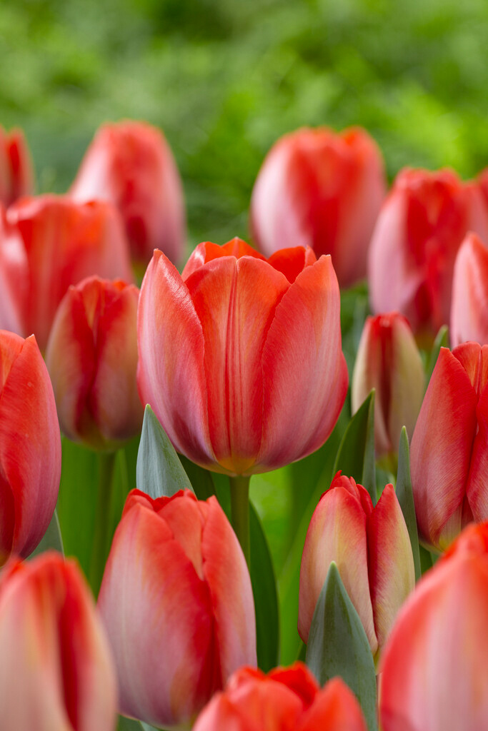 Darwin-Hybrid-Tulpen Orange Van Eijk Darwin-Hybrid-Tulpen Orange Van Eijk