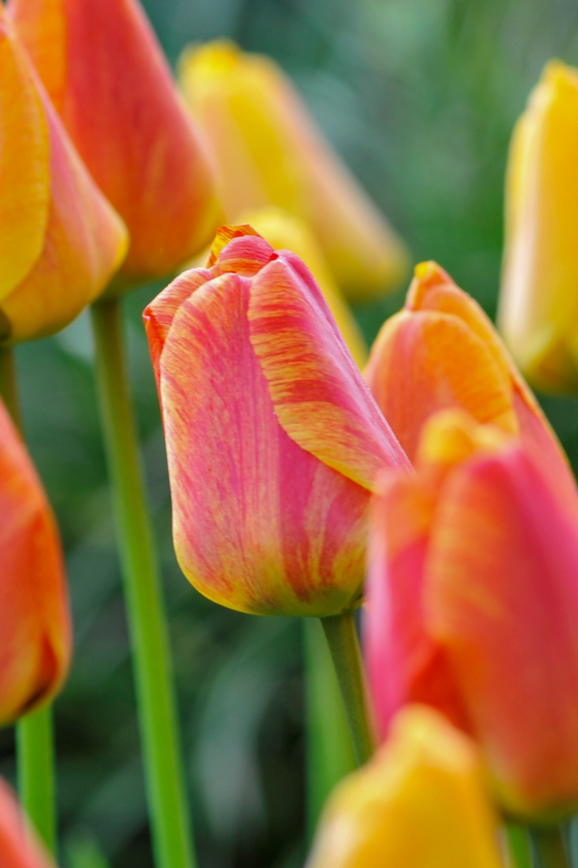 Darwin-Hybrid-Tulpen Striped Apeldoorn Darwin-Hybrid-Tulpen Striped Apeldoorn