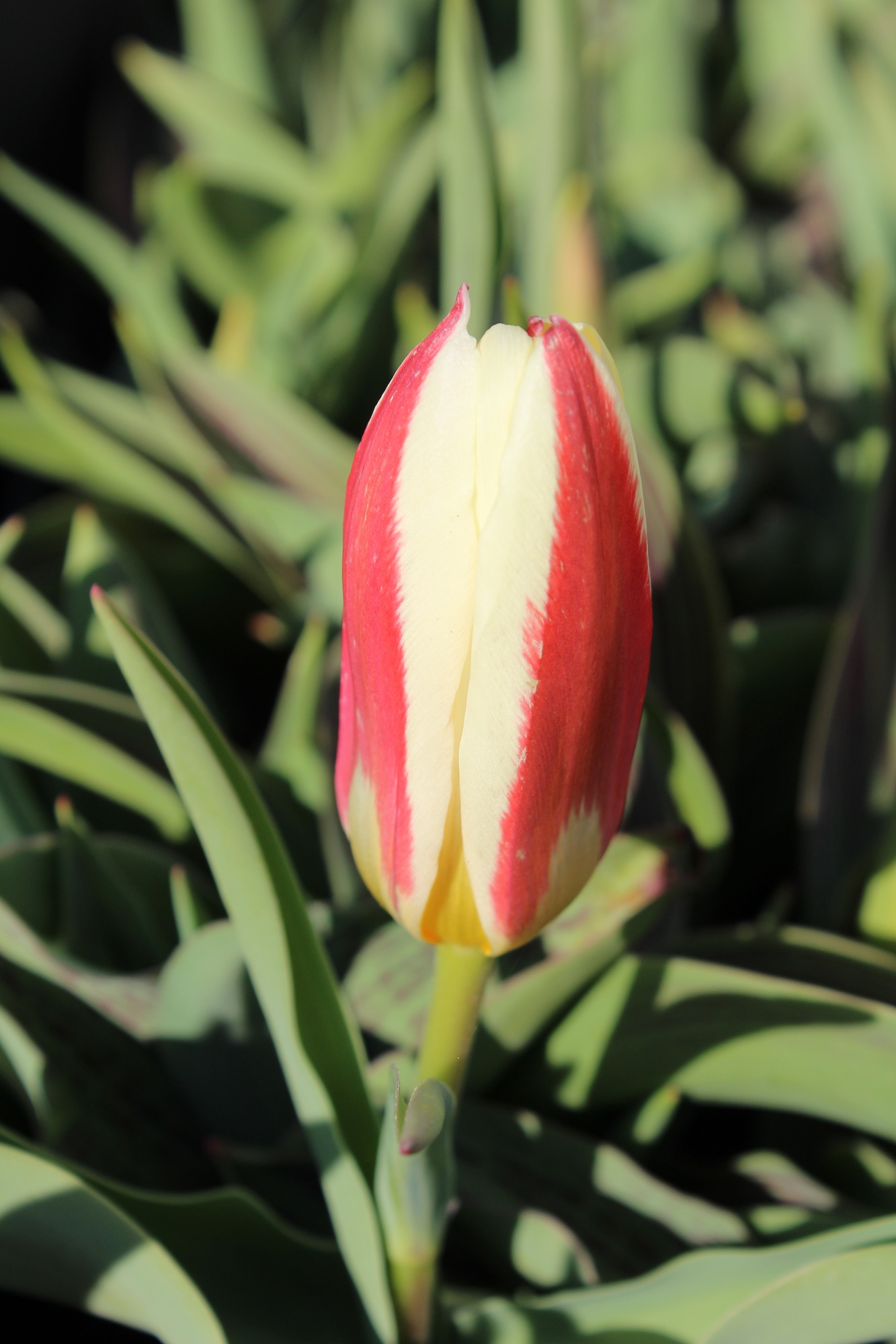 Kaufmanniana-Tulpen The First Kaufmanniana-Tulpen The First