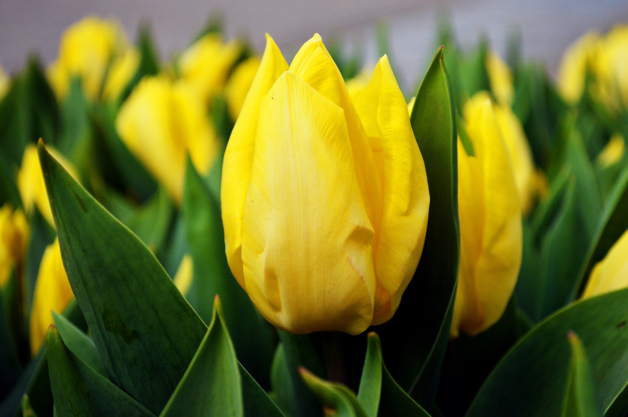 Schnitt-Tulpen Gelb Schnitt-Tulpen Gelb