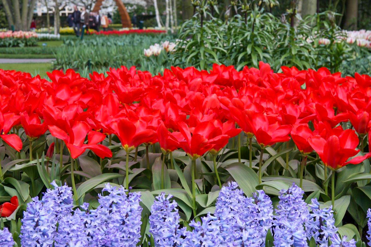 Fosteriana-Tulpen Madame Lefeber Fosteriana-Tulpen Madame Lefeber