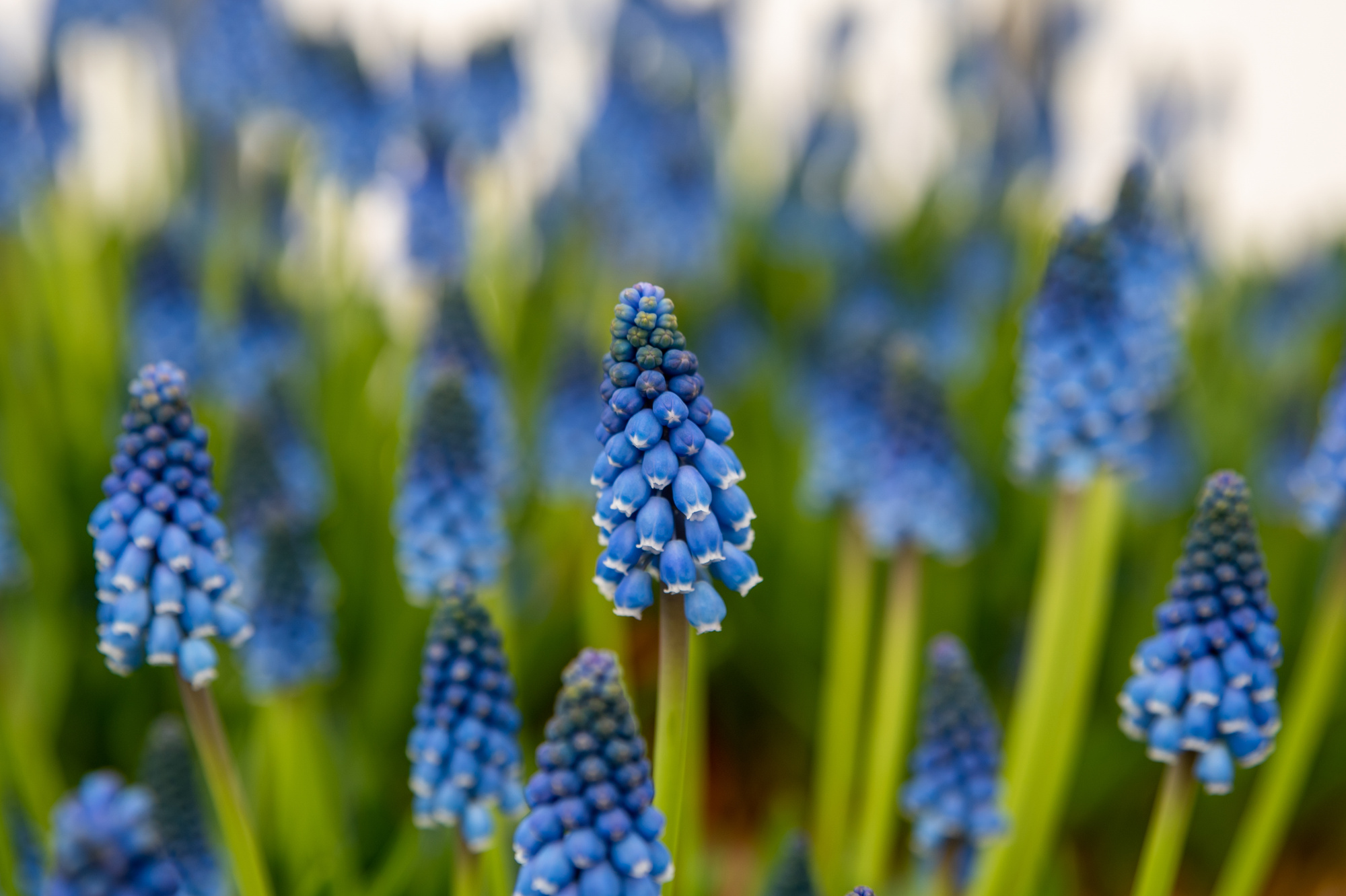 Muscari armeniacum Carola Muscari armeniacum Carola