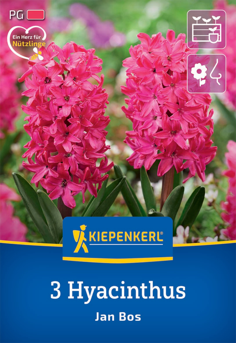 Hyazinthe Jan Bos