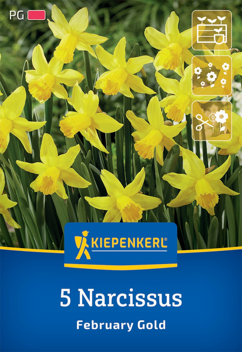 Alpenveilchen-Narzisse February Gold