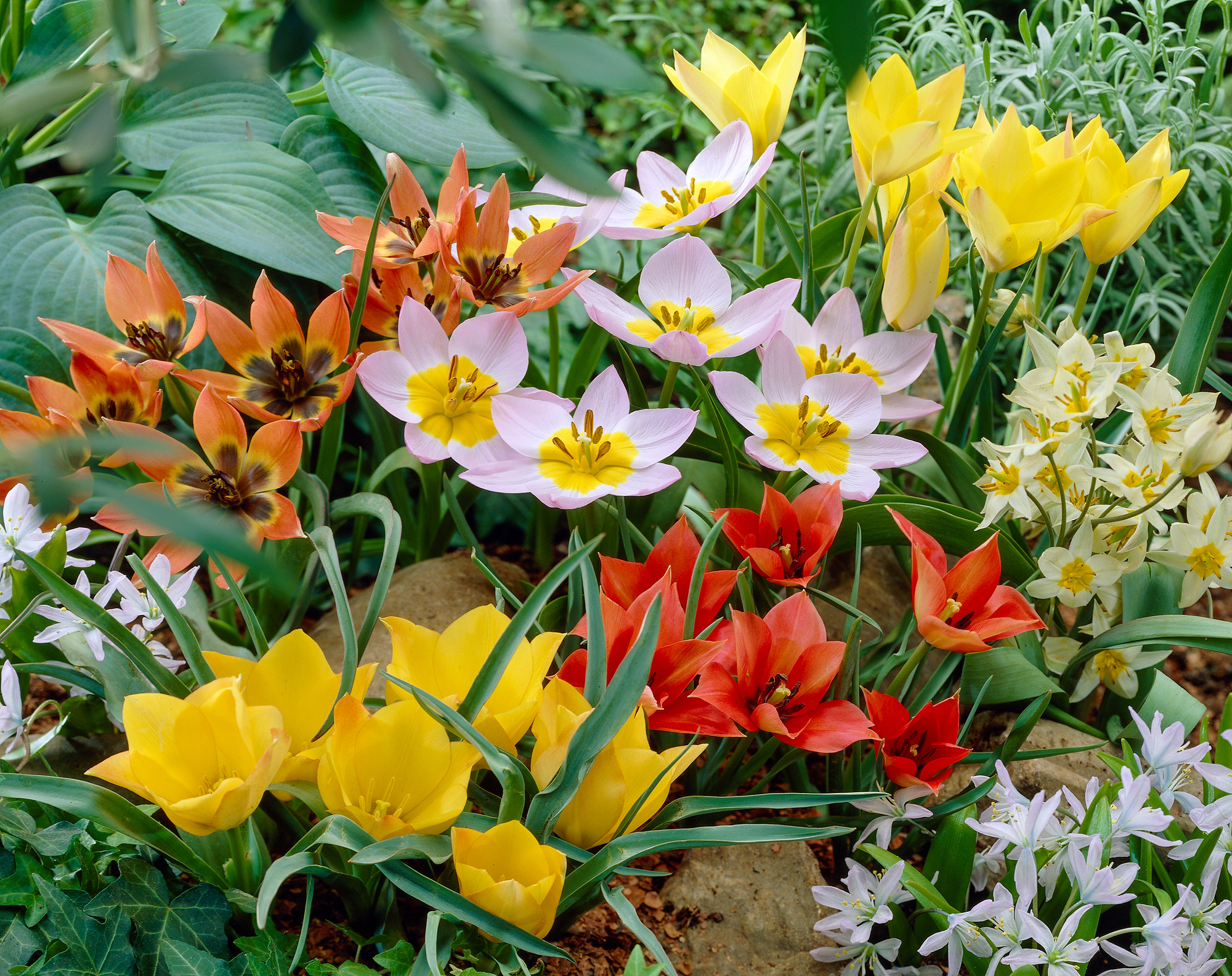 Botanische Tulpenmischung Botanische Tulpenmischung
