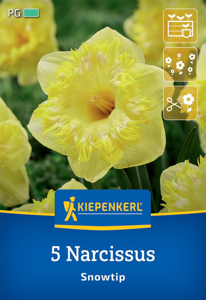 Großkronige Narzisse Snowtip Großkronige Narzisse Snowtip