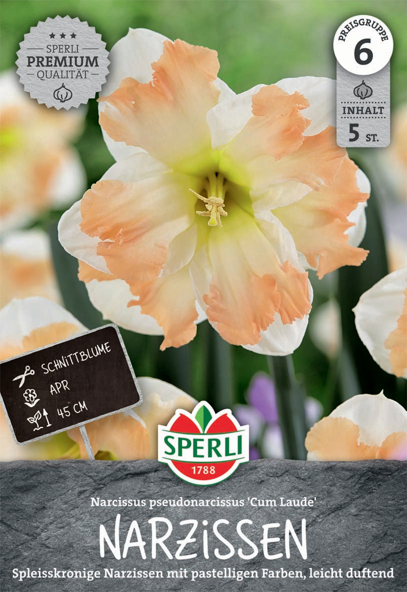 Premium Spleißkronige Narzisse Cum Laude