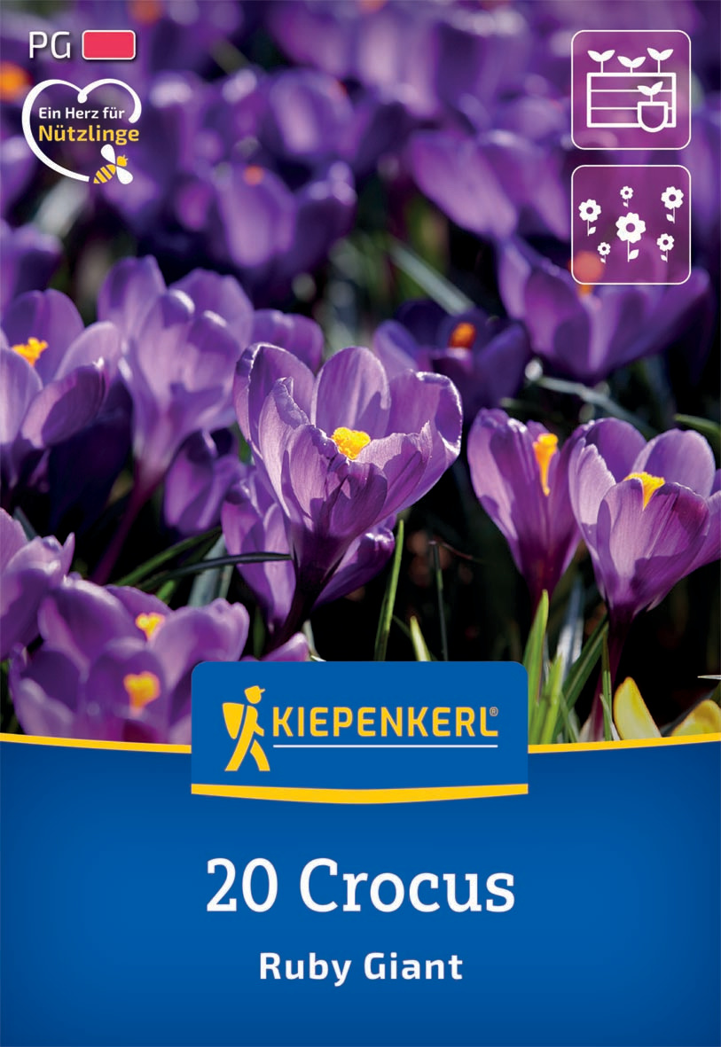 Botanischer Krokus Ruby Giant Botanischer Krokus Ruby Giant