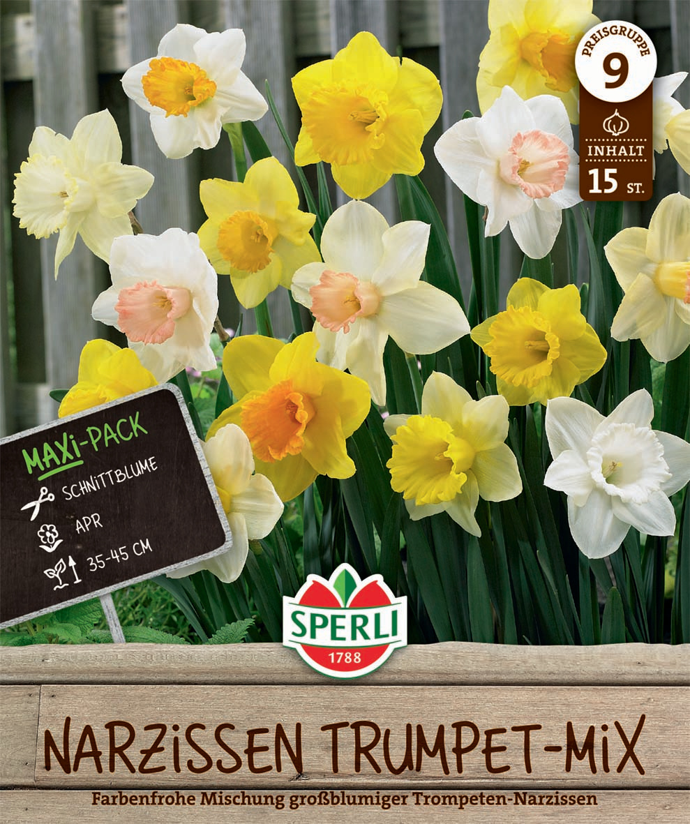 Maxi Trompeten-Narzissen Mischung