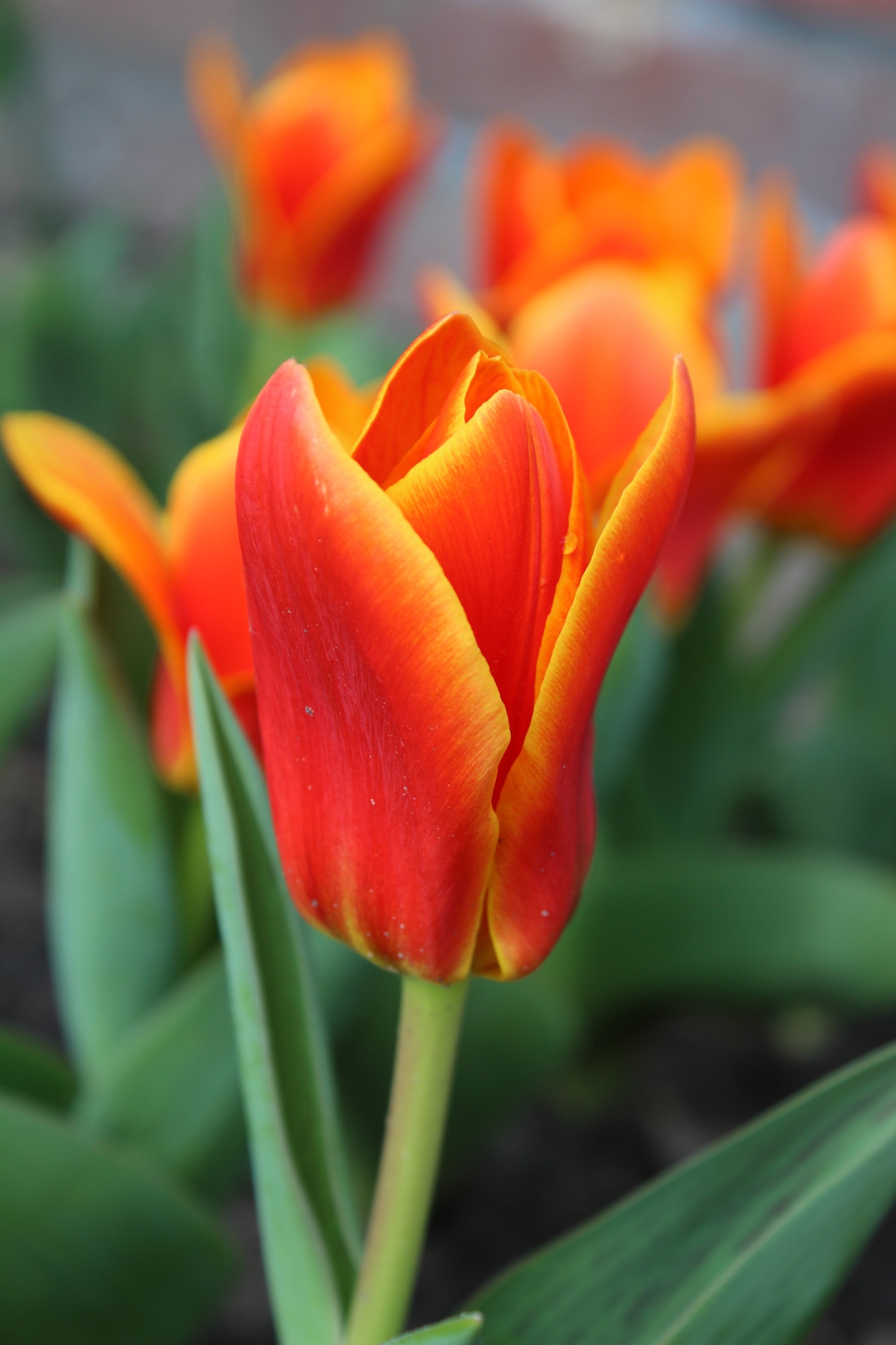 Kaufmanniana-Tulpen Early Harvest Kaufmanniana-Tulpen Early Harvest