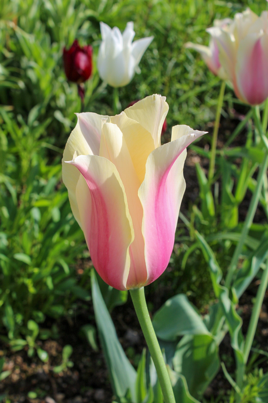 Einfache Späte Tulpen Blushing Lady Einfache Späte Tulpen Blushing Lady