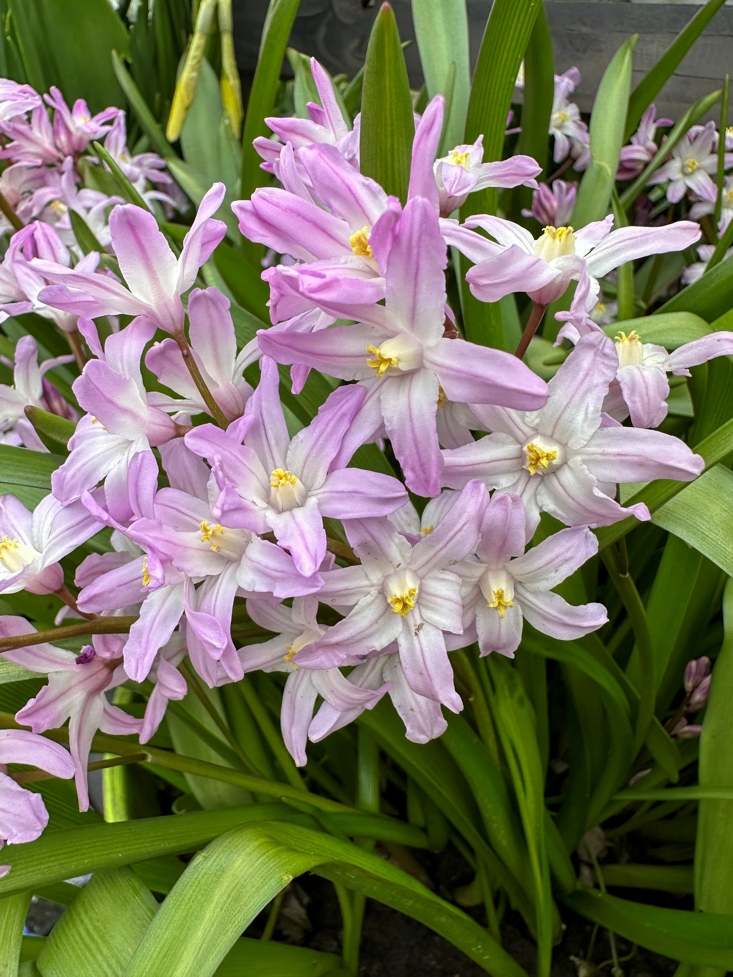 Chionodoxa forbesii Pink Giant (syn. Scilla forbesii) Chionodoxa forbesii Pink Giant (syn. Scilla forbesii)