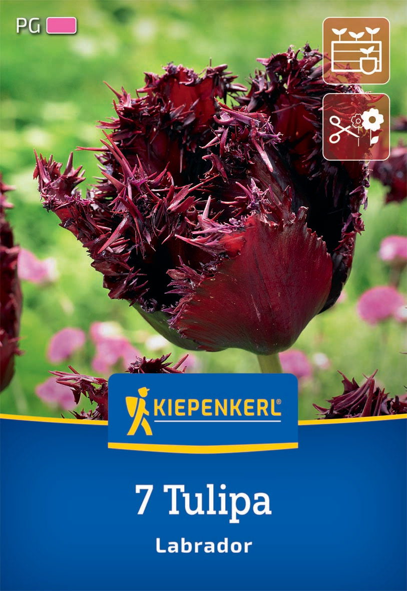 Gefranste Tulpe Labrador