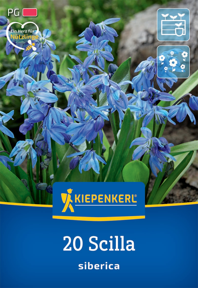 Siberisches Blausternchen Siberisches Blausternchen