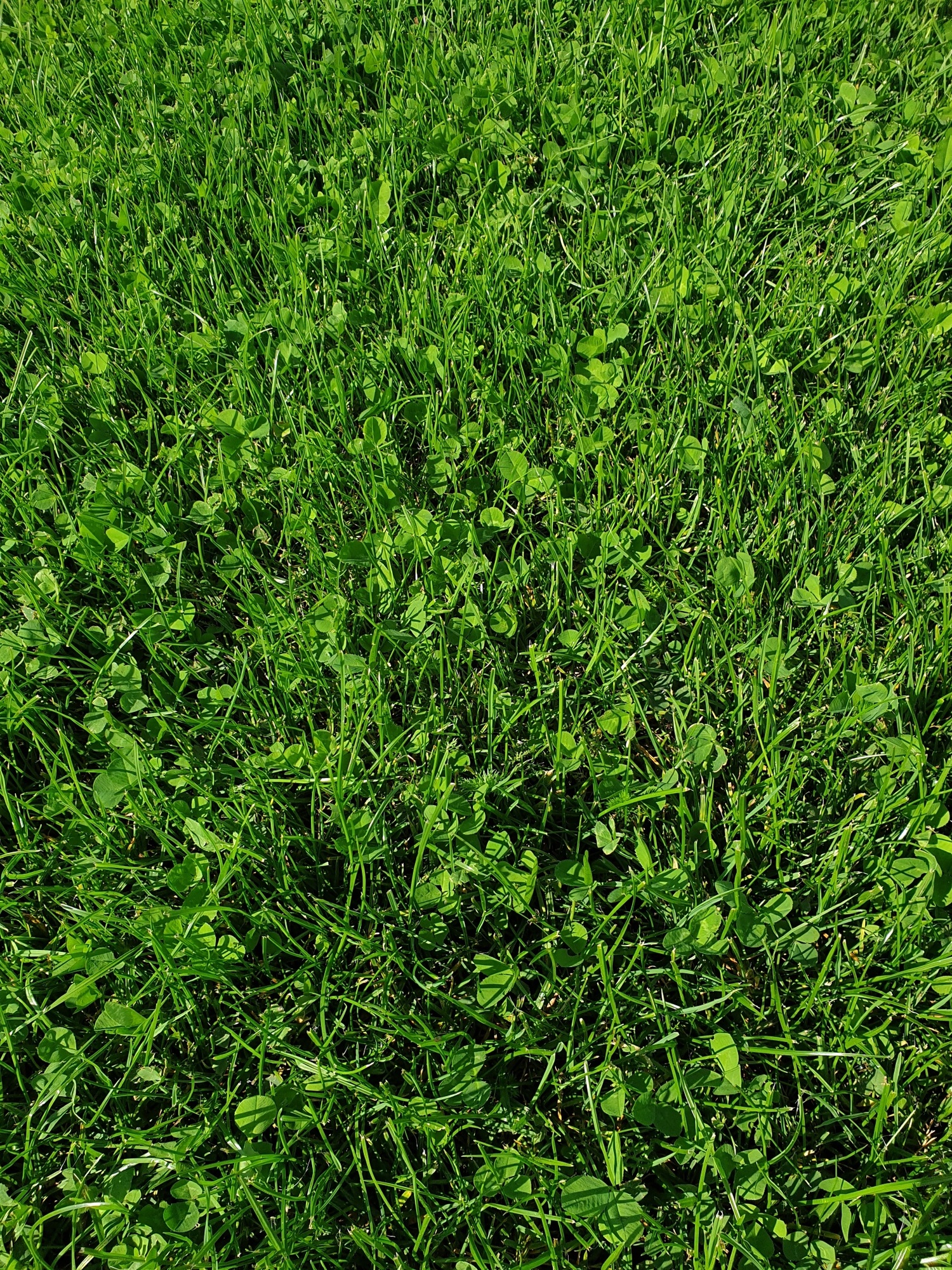 Naturrasen 10 kg