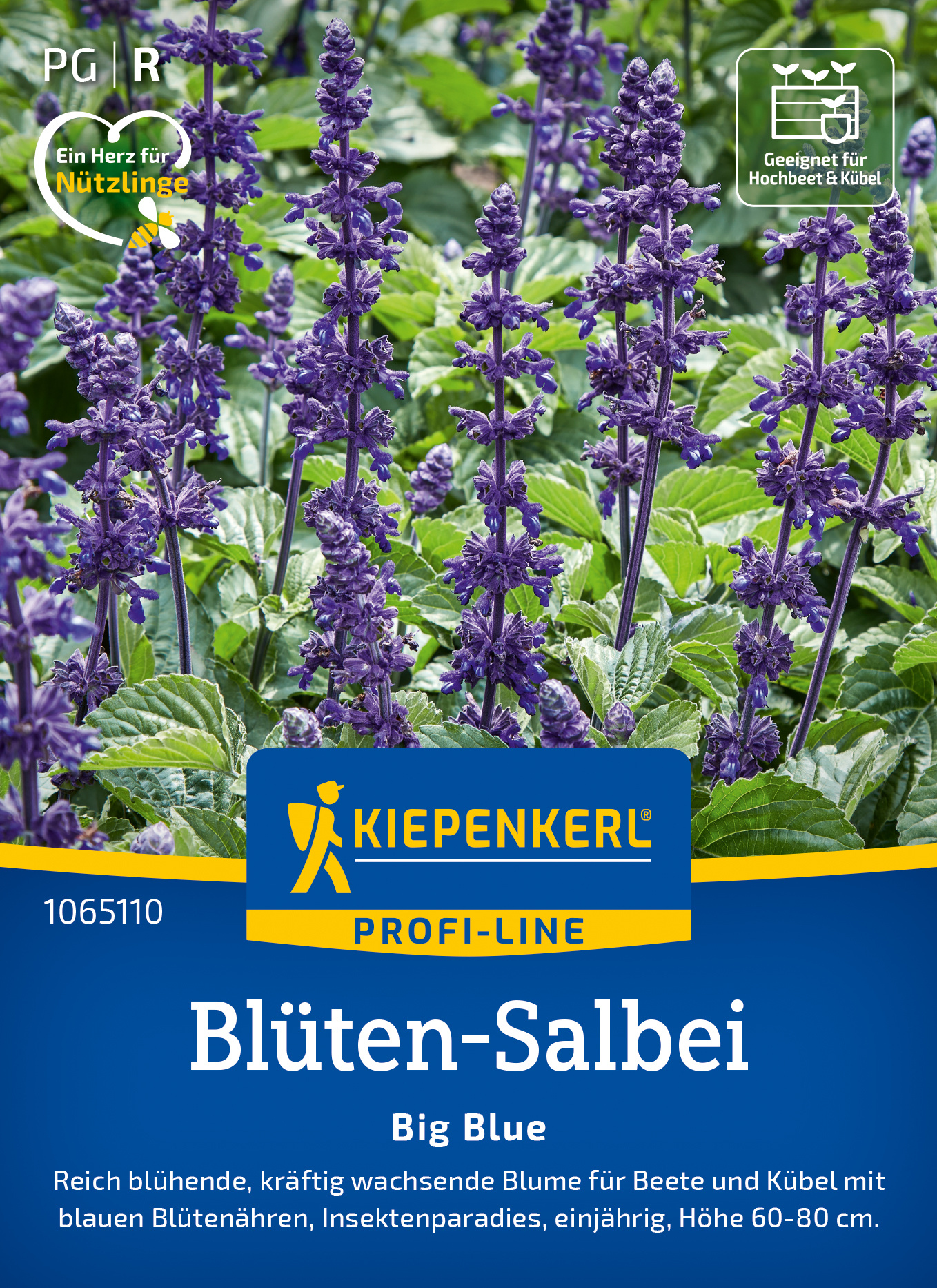 Blüten-Salbei Big Blue, F1