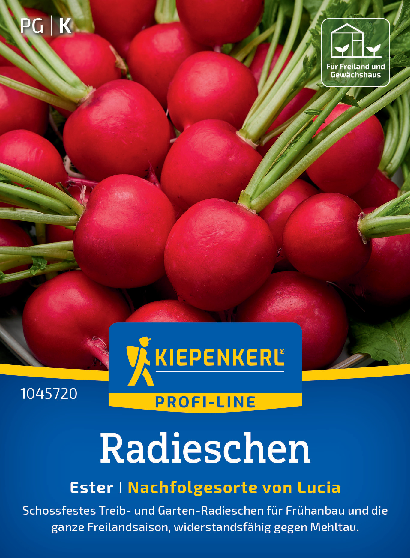 Radieschen Ester Radieschen Ester