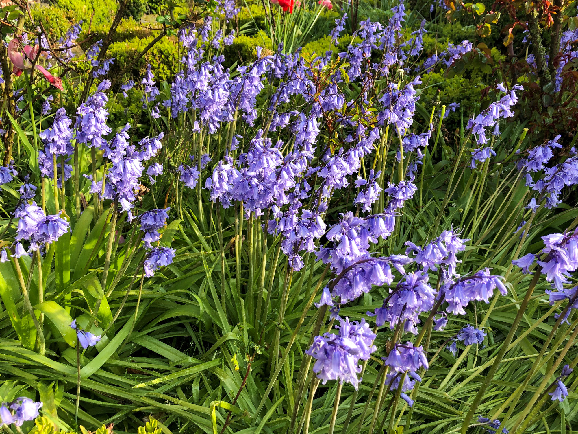 Hyacinthoides non-scripta Blue Bell Hyacinthoides non-scripta Blue Bell